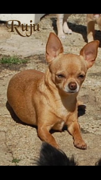 Les Chihuahua de l'affixe Des Bambins Tropeziens