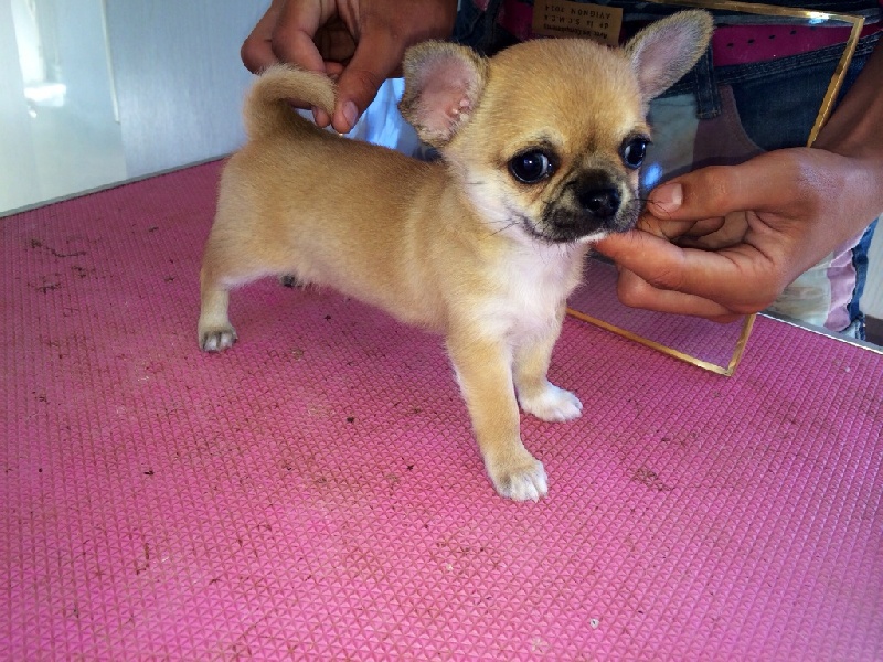 Des Bambins Tropeziens - Chihuahua - Portée née le 28/05/2014