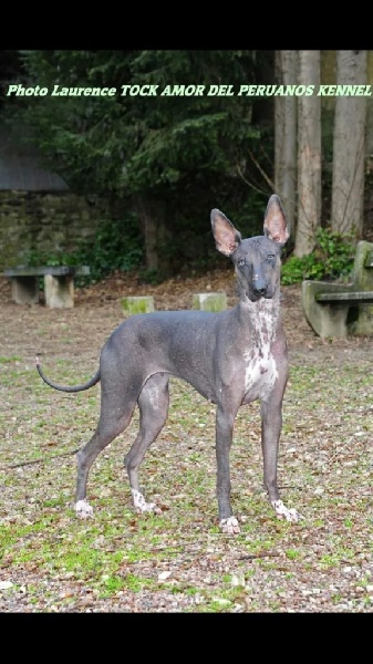 CH. Huchu'y killa de l'orchidée de lune